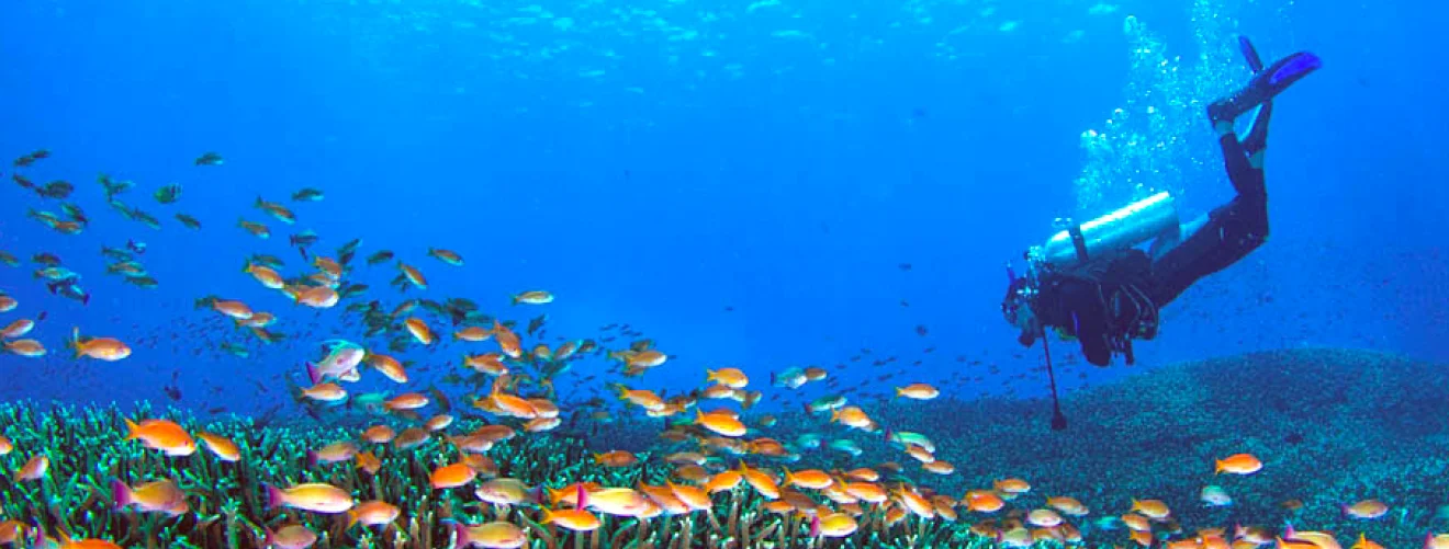 A skilled diver encircled by a shimmering school of silvery fish